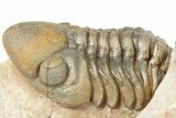 Crotalocephalina Trilobite With Reedops - Lghaft, Morocco #201252-2